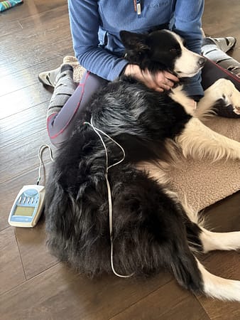 olivia prior veterinary physiotherapist tens & nmes therapy
