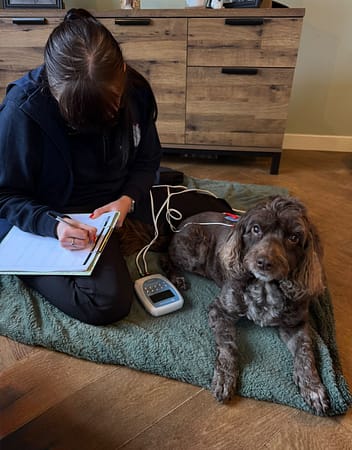 olivia prior veterinary physiotherapist tens treatment canine
